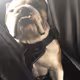 Frankenstein The Bulldog