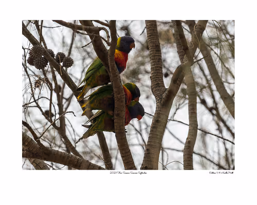 Item #24600310660482288606297797528155087939323639147399647196853483661131492884481 Media