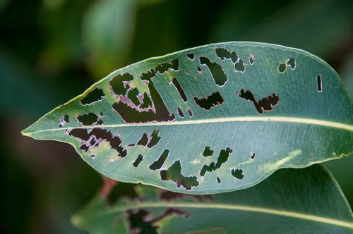 Item #92971587401879212914465603849674525645265351012255145539777938598208116621313 Media