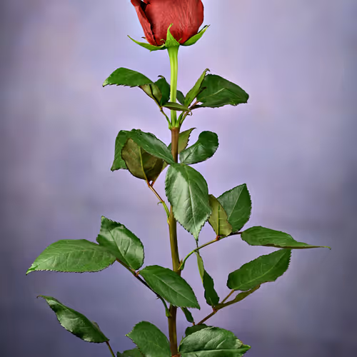 Elegant Gray Rose.