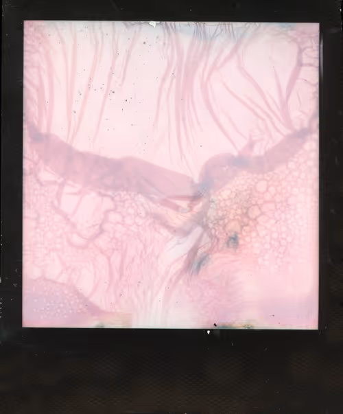 Item #70380901503112594242682332060958129293814408610490671047120815296170321510401 Media