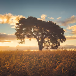 NATURE SCENICS 08