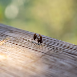 The bug
