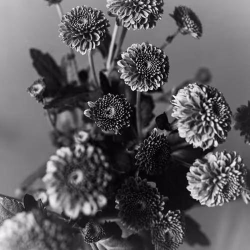 Anthos #18 - Amiko Violet