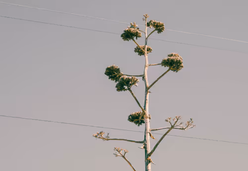 Item #59289559974989153339537177586835071468773347451990406797747693842196441595905 Media