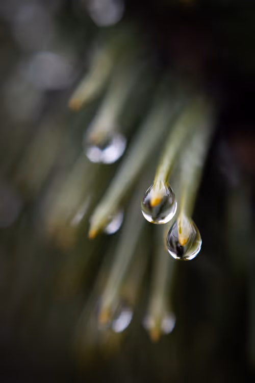 Item #59259199848972023857732761646304634361280699770576024418514166921261748322305 Media