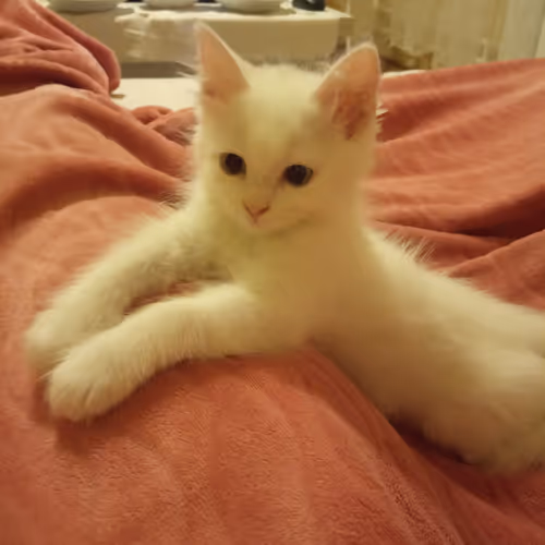 Item #763224073280193224173041358155125596503139434424356380946212157461597519873 Media