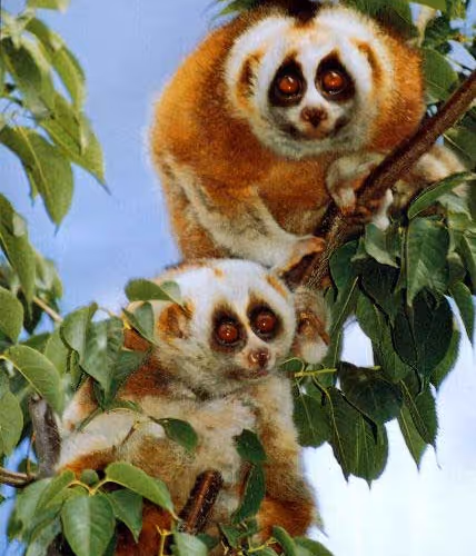 Nycticebus coucang