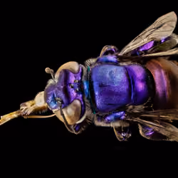 purple orchid bee 5