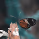 WINGS OF BEAUTY