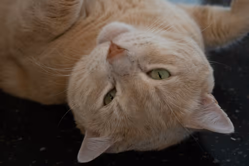 Item #113850349728683882178853041921142083701517191852822868502183107119263034376193 Media