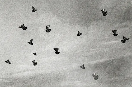 Item #61841957952237661927338436935969461912155677062728311540434688231936597426177 Media