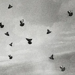 birds