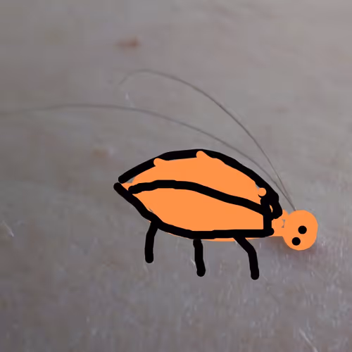Mycockroaches