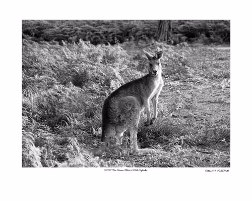 Item #24600310660482288606297797528155087939323639147399647196853483687519771951105 Media