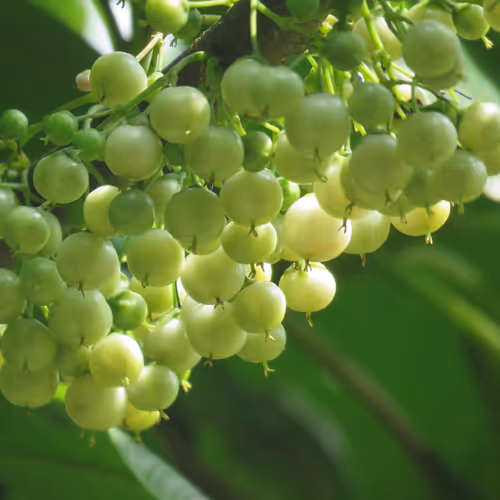 Fruit under sunshine