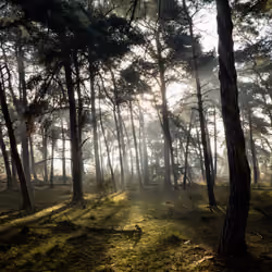 LushLands  #4
