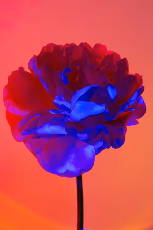 Item #6543125285758794139519418366552479585360659536622126303737985177208940920833 Media