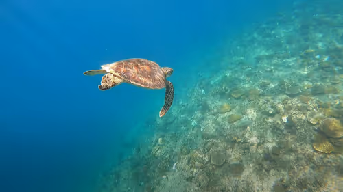 Item #93917210928009552265570427413341546020590352631026157694666951327447596924930 Media