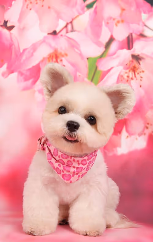 Item #21607923784025543658024067331009769919395041958272689574271021104568714919937 Media