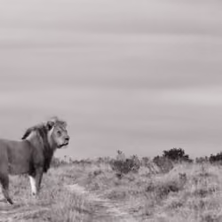 Africas Wild Pleasures #11