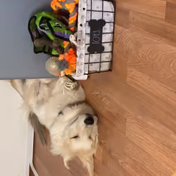 sleeping puppy