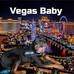 Rottweiler Prince Rocky goes to Vegas Baby!