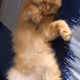 Cats baby