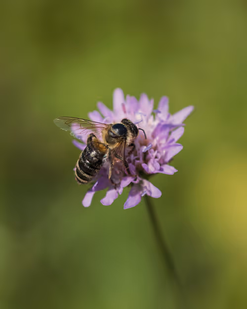 Item #82038507178112004707132471695972498506825775528903589266831690376404157857793 Media