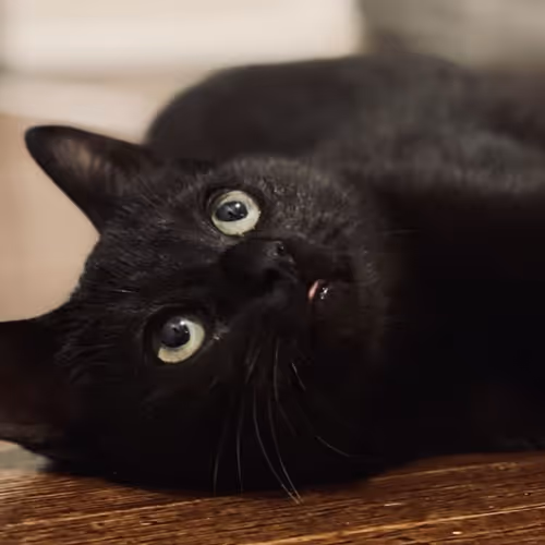 Roamfools Collection