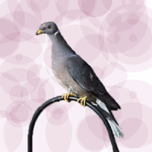 Item #44224140947385297080294490486331546758837636797201957936873602920834331049985 Media