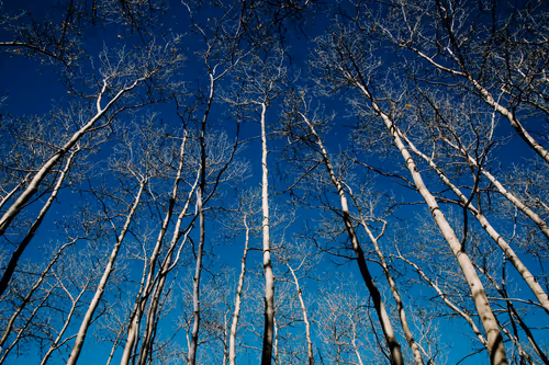 Item #114356424979646912091291396938675079969318378250921425408739931278117594726401 Media