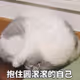 qqq81
