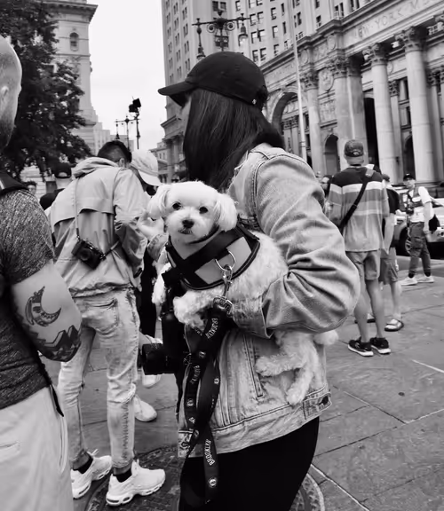 Item #40449787652065743018640773044495240111019622512701765753694833058827418468353 Media