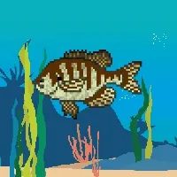 Etherfishing