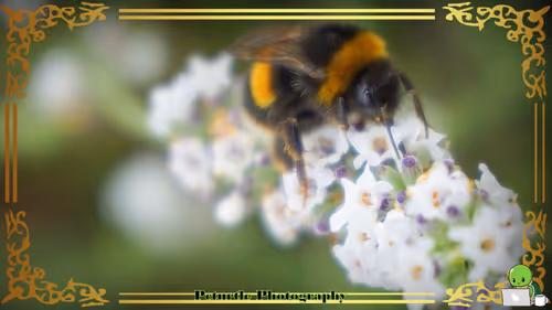 Item #63688176006920298669738405398310368792609774011425620877012057975859401719809 Media