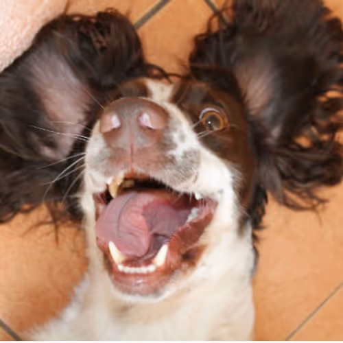 Untitled Collection #34078696