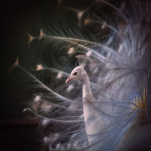 SNOWHITEPEACOCK