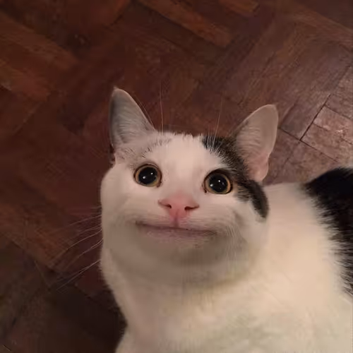 Beluga (cat)