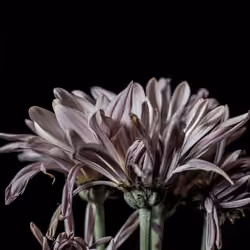 Flower 016