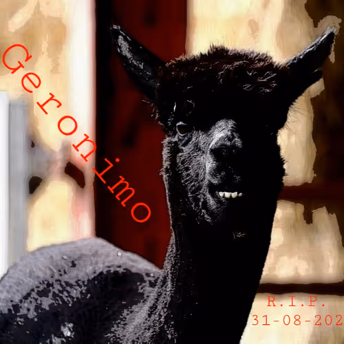 Untitled Collection #46912246