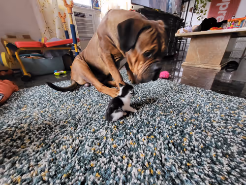 Item #28461787698947897266154548463120428231883431960056562745194698783697571676161 Media