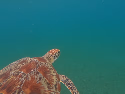 Item #57636846716625674083637003599082399011400728335992986804098864717584970809345 Media