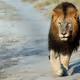 Black maned beasts