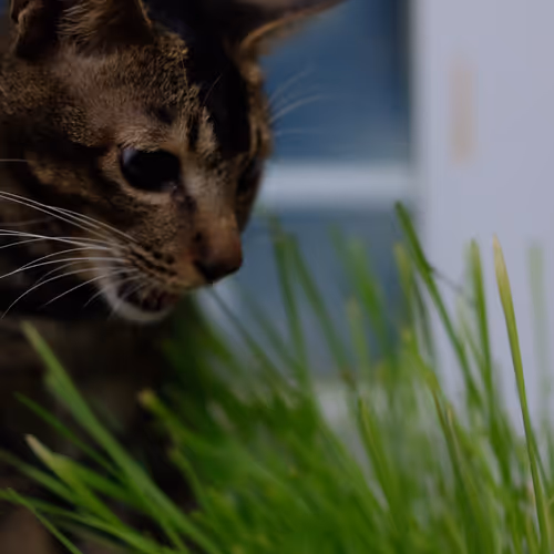 A Little Cat