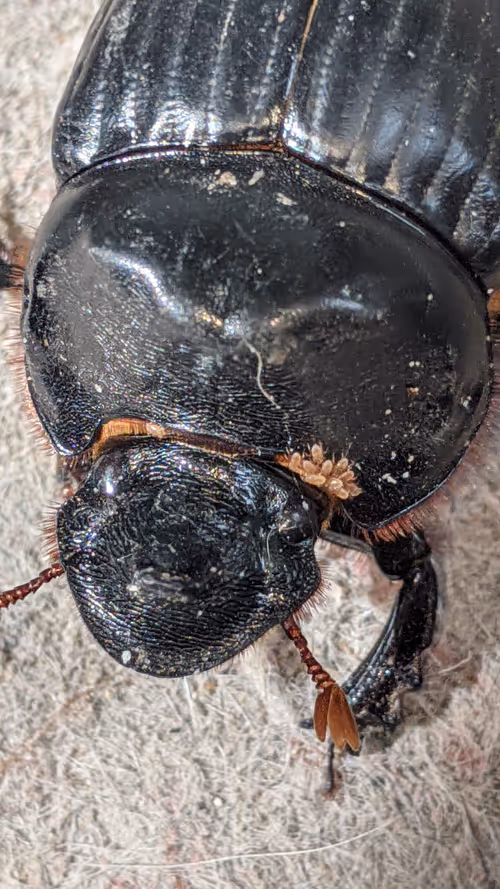 Item #47518194273065051299756248603371626593986050369570479212048397534464286130177 Media