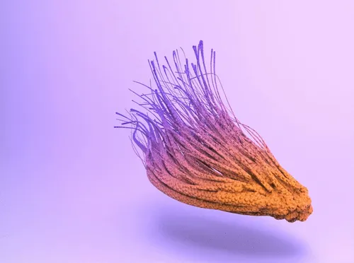 Item #7510645868949939307469821048409831781729876581445086497591589722497801519105 Media