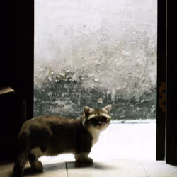 Leo the Cat #4