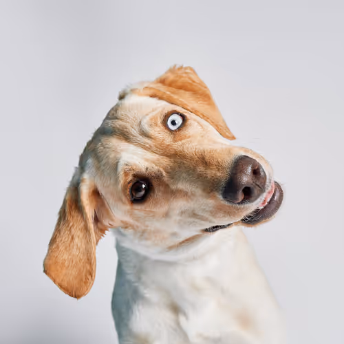 The Dog Assembly