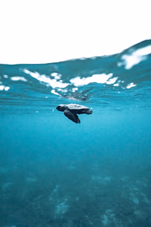 Item #99926930229538675438917090631619995362212113699001151744757174459533153534052 Media